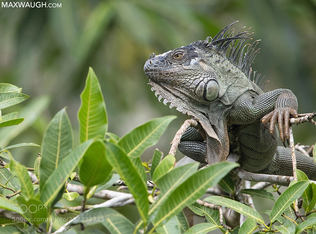 Canon EOS-1D X Mark II sample photo. Green iguana photography