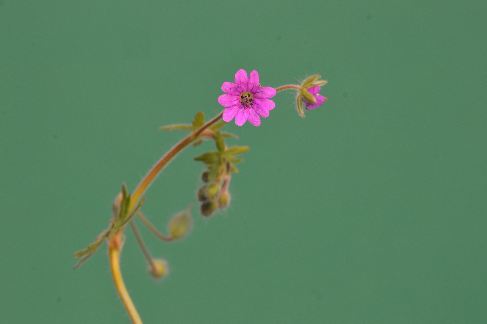 Nikon D3200 sample photo. Wildflowers photography