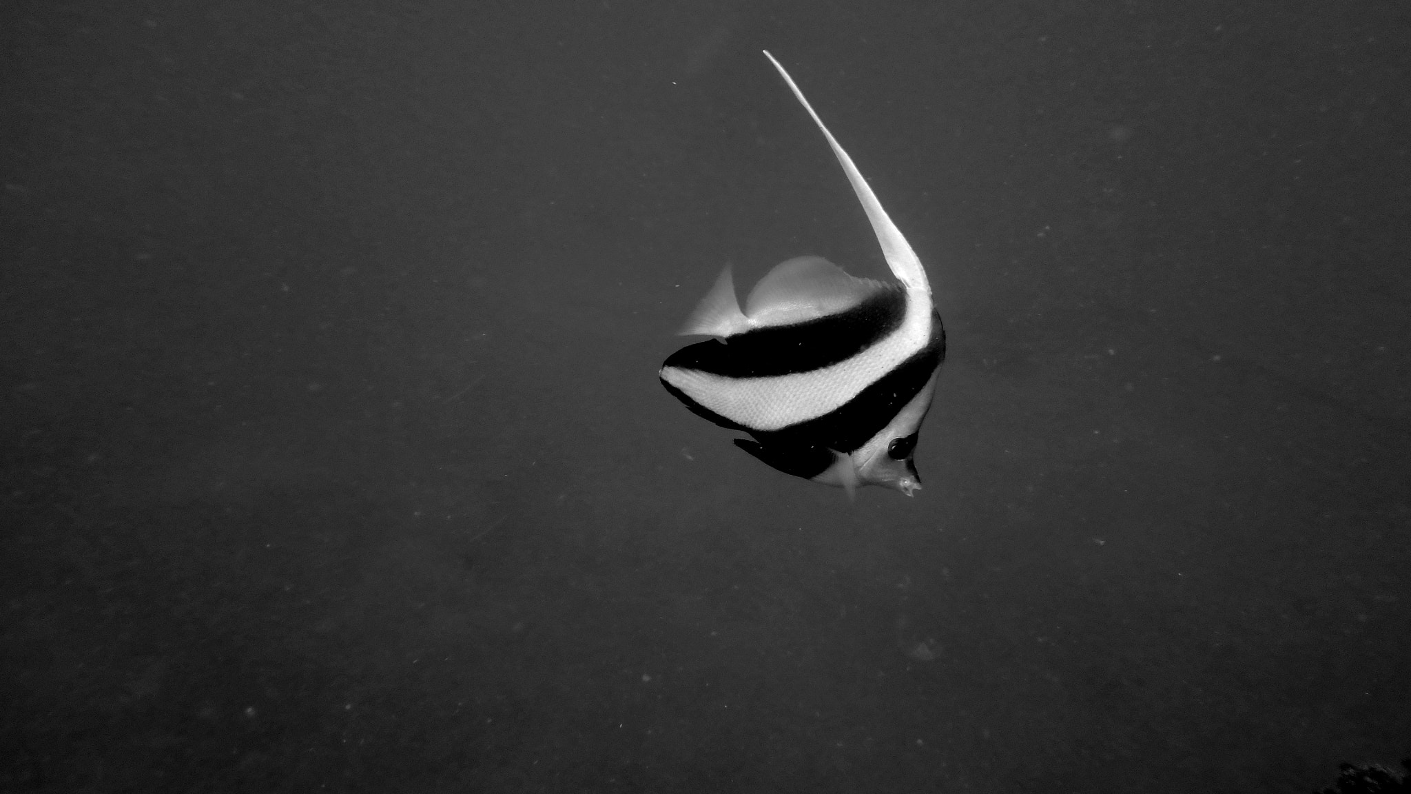 Olympus TG-870 sample photo. Moorish idol photography