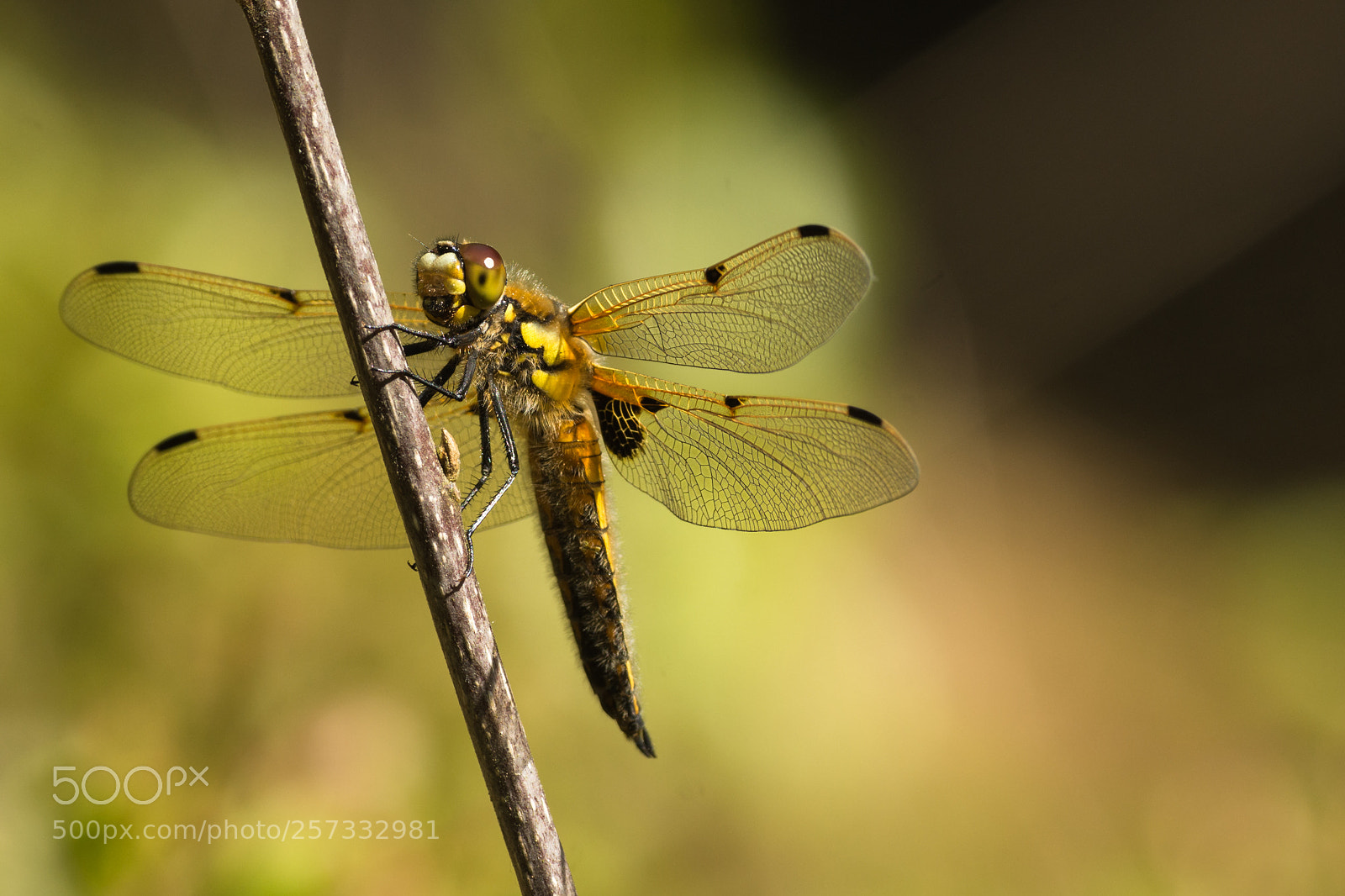 Nikon D7200 sample photo. Four-spotted chaser photography