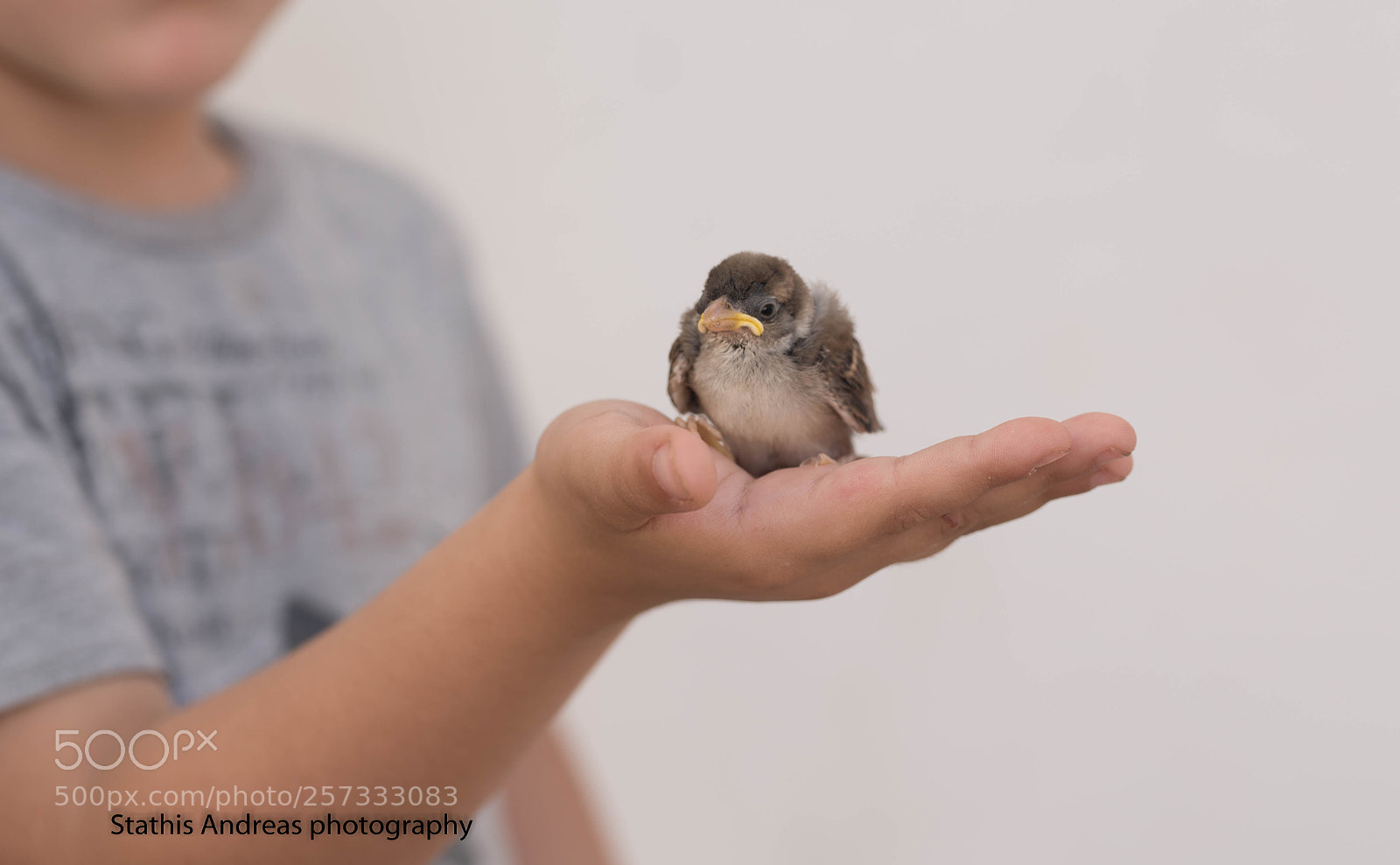 Nikon D750 sample photo. The little bird photography