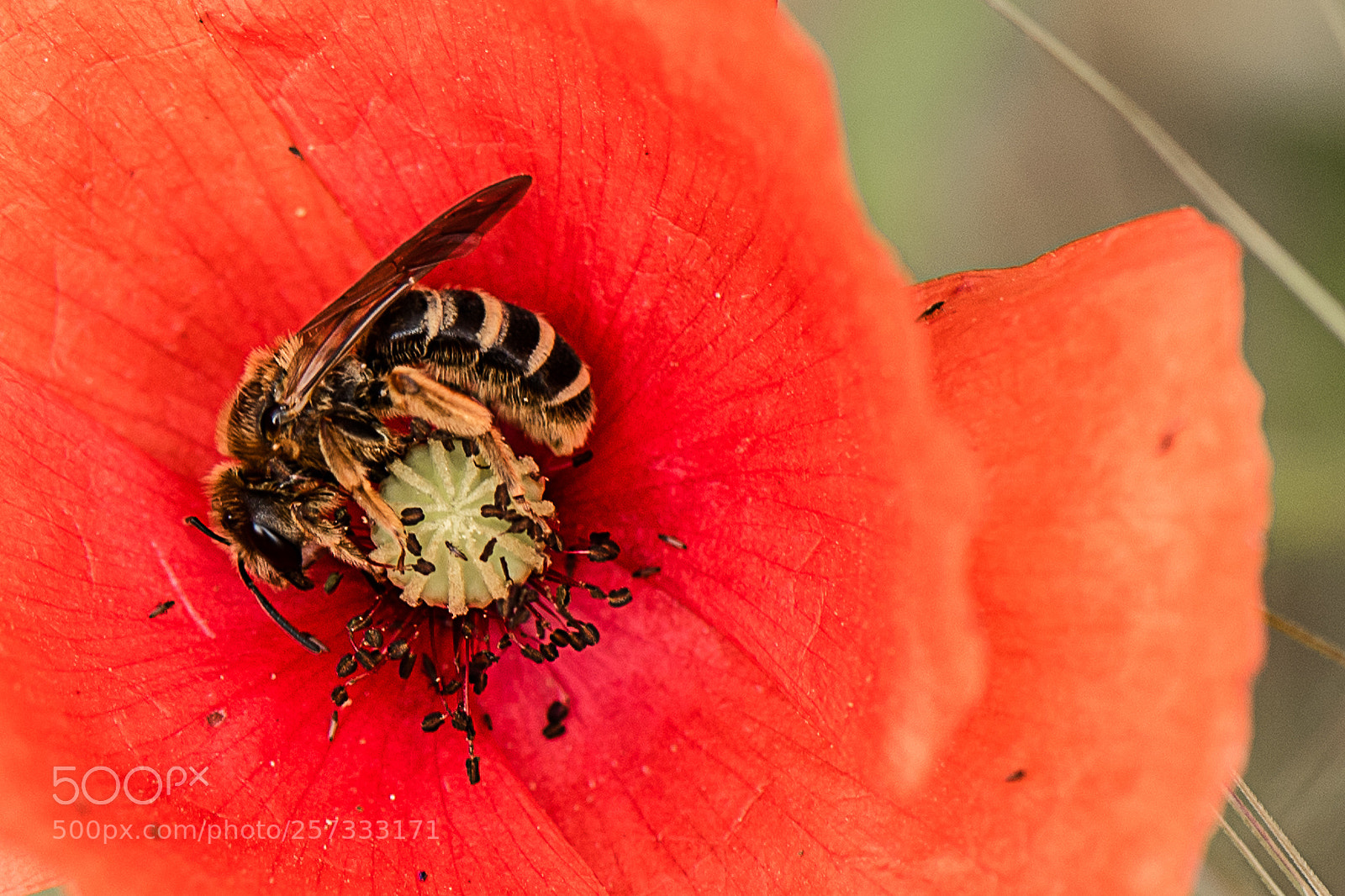 Nikon D750 sample photo. Poppy with bee photography