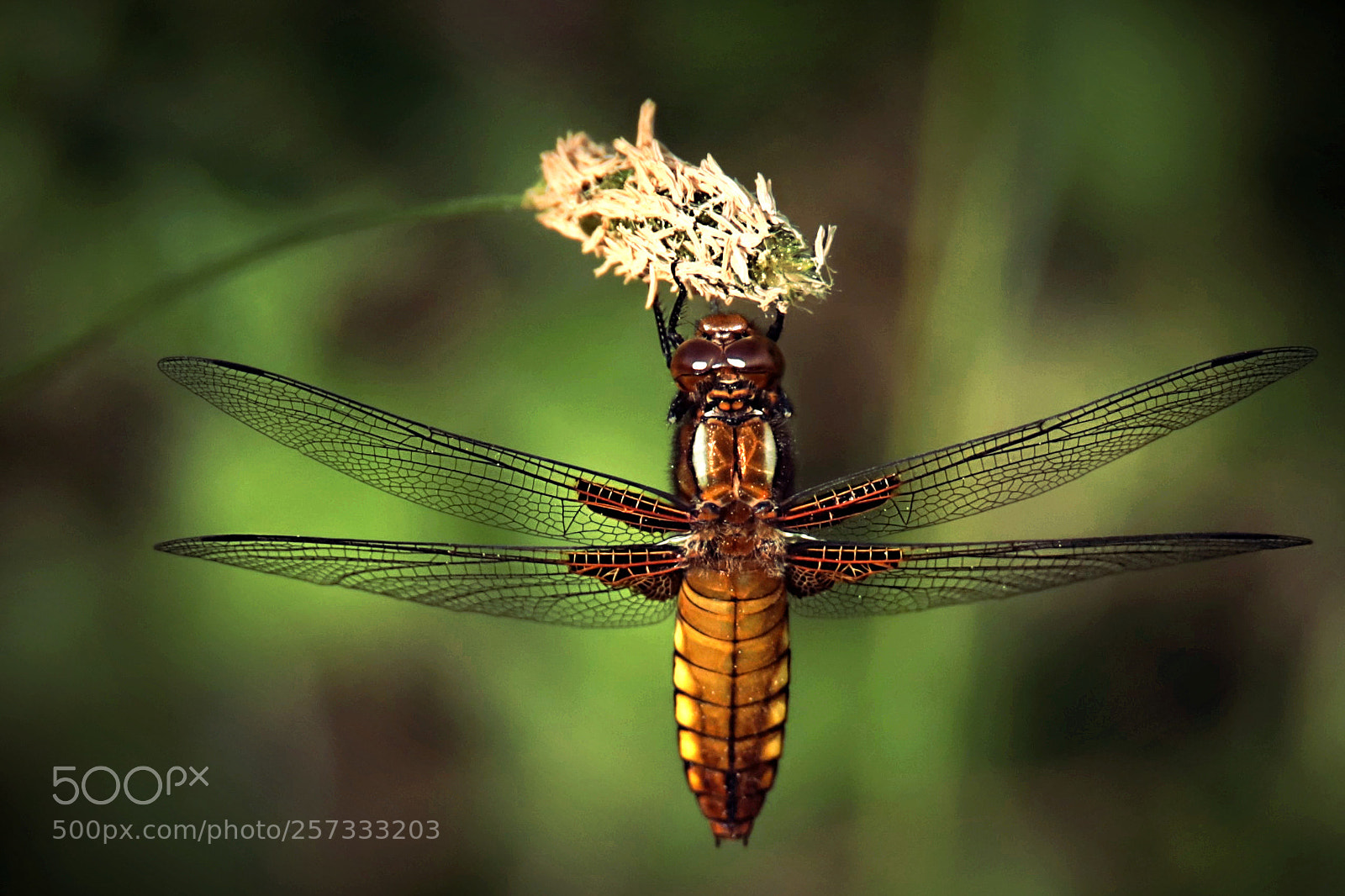Canon EOS 6D Mark II sample photo. Insect photography