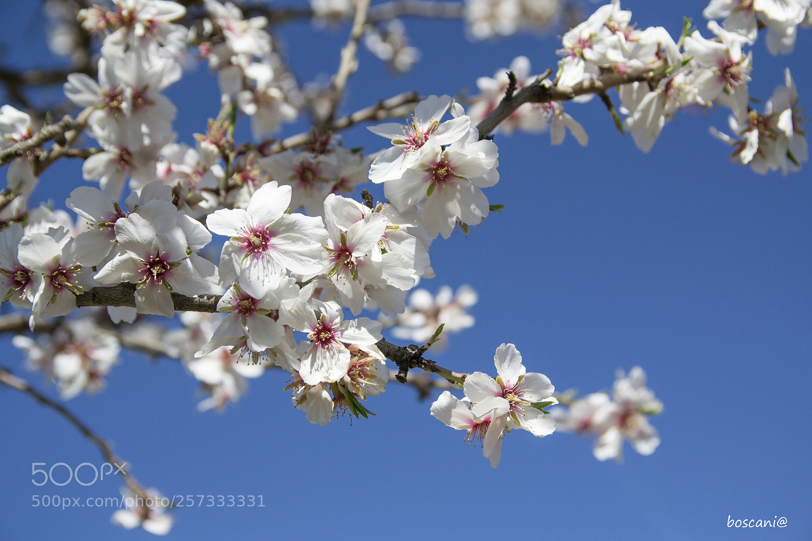 Nikon D3100 sample photo. Primavera.jpg photography