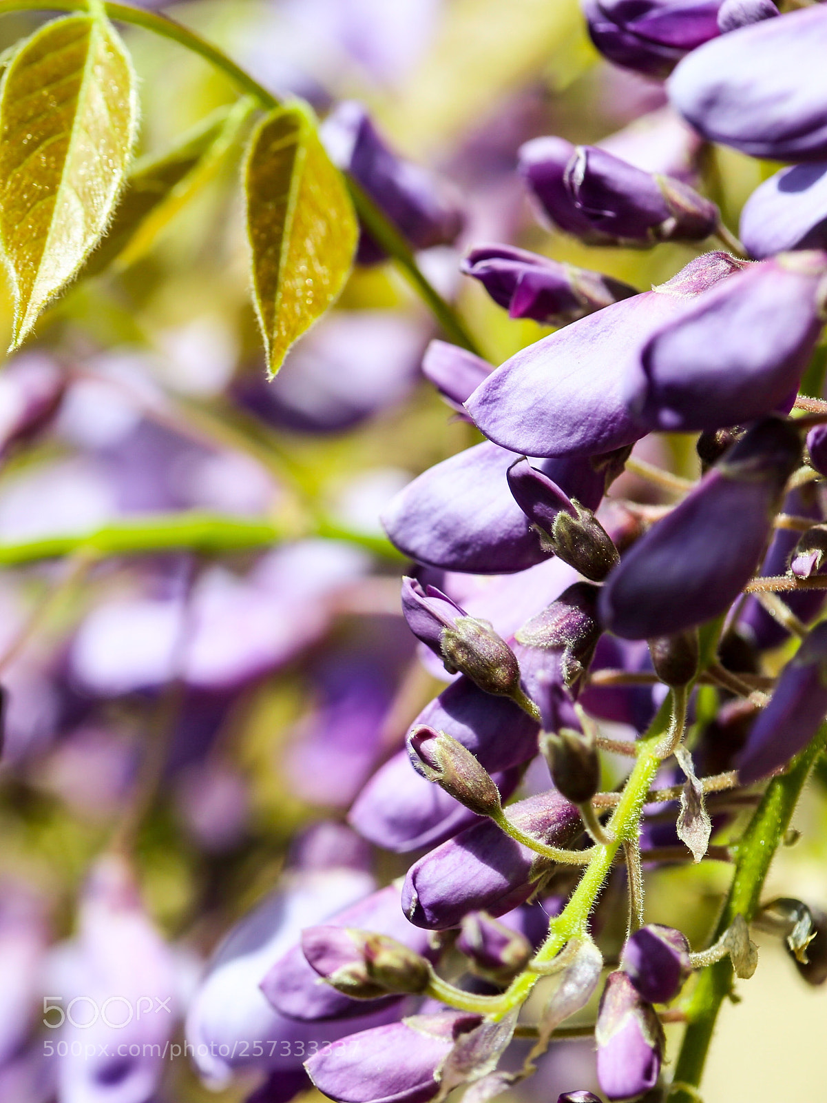Canon EOS 6D sample photo. Wisteria buds photography