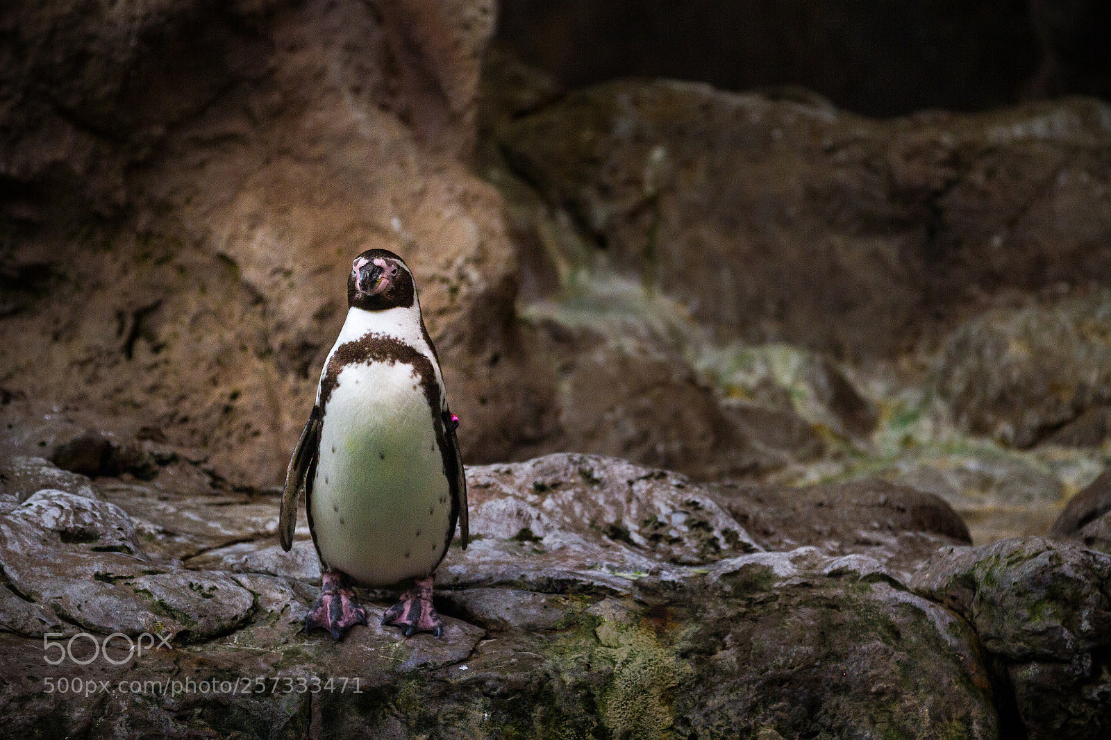 Canon EOS 7D sample photo. #penguin photography