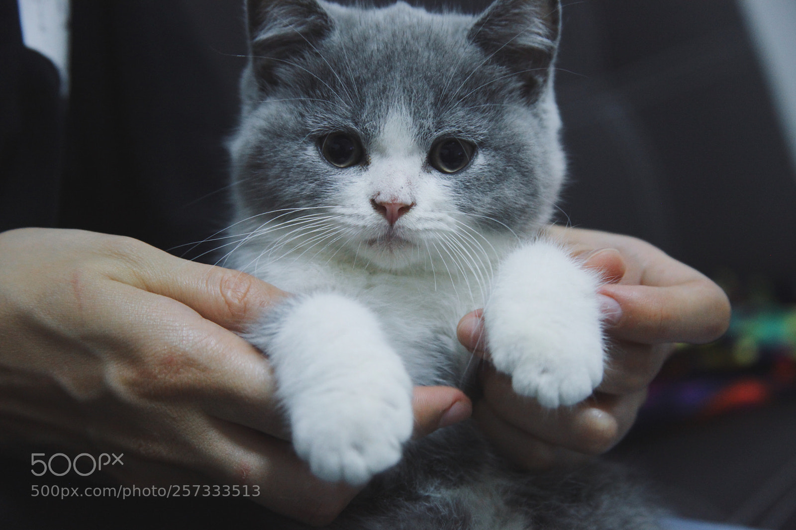 Canon EOS 5D Mark II sample photo. Untitled photography