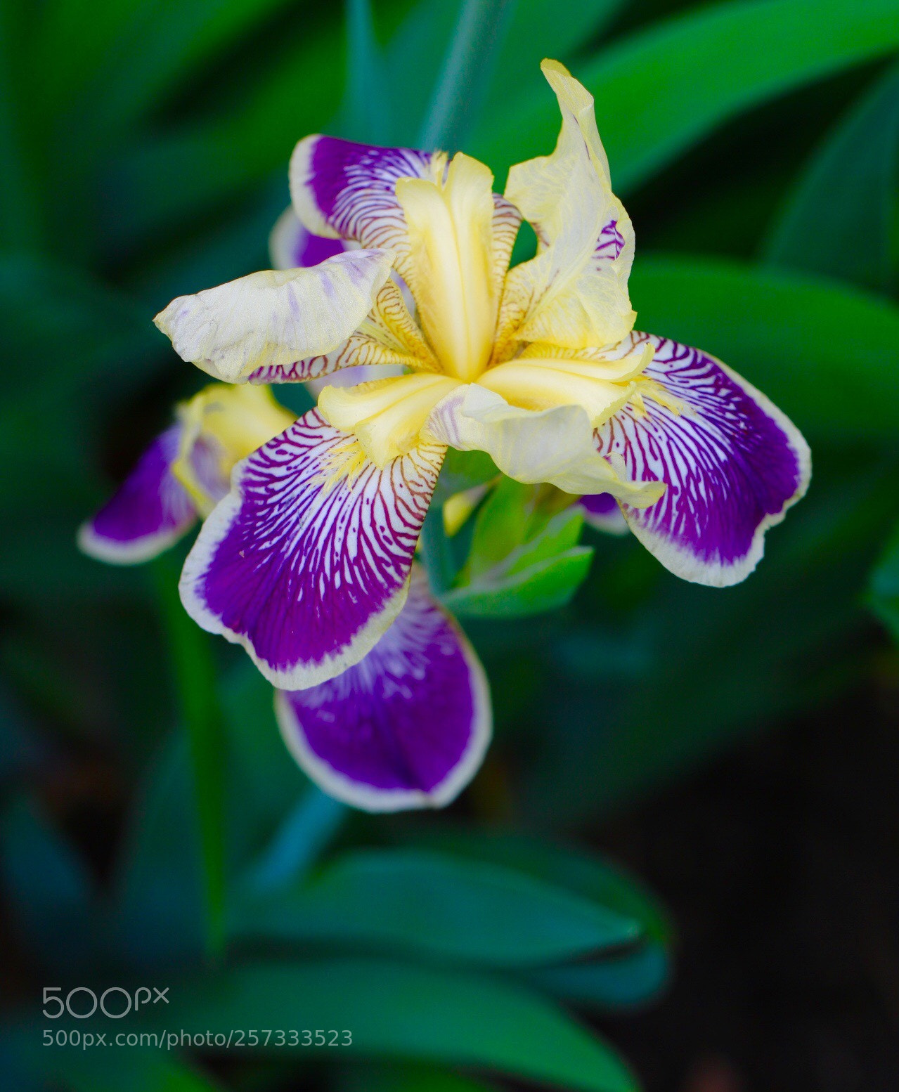 Canon EOS 750D (EOS Rebel T6i / EOS Kiss X8i) sample photo. Untitled photography