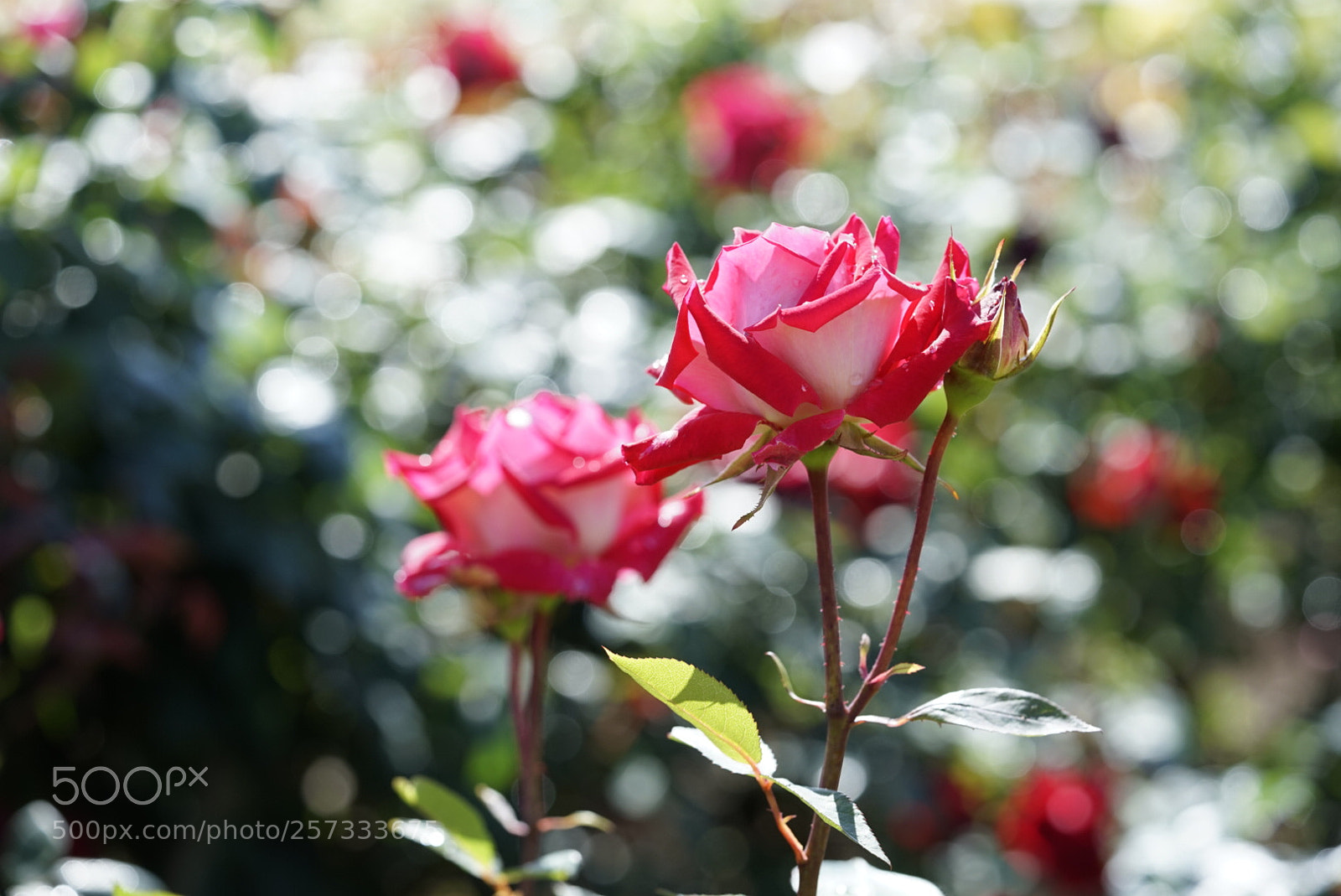 Sony a7 sample photo. Untitled photography