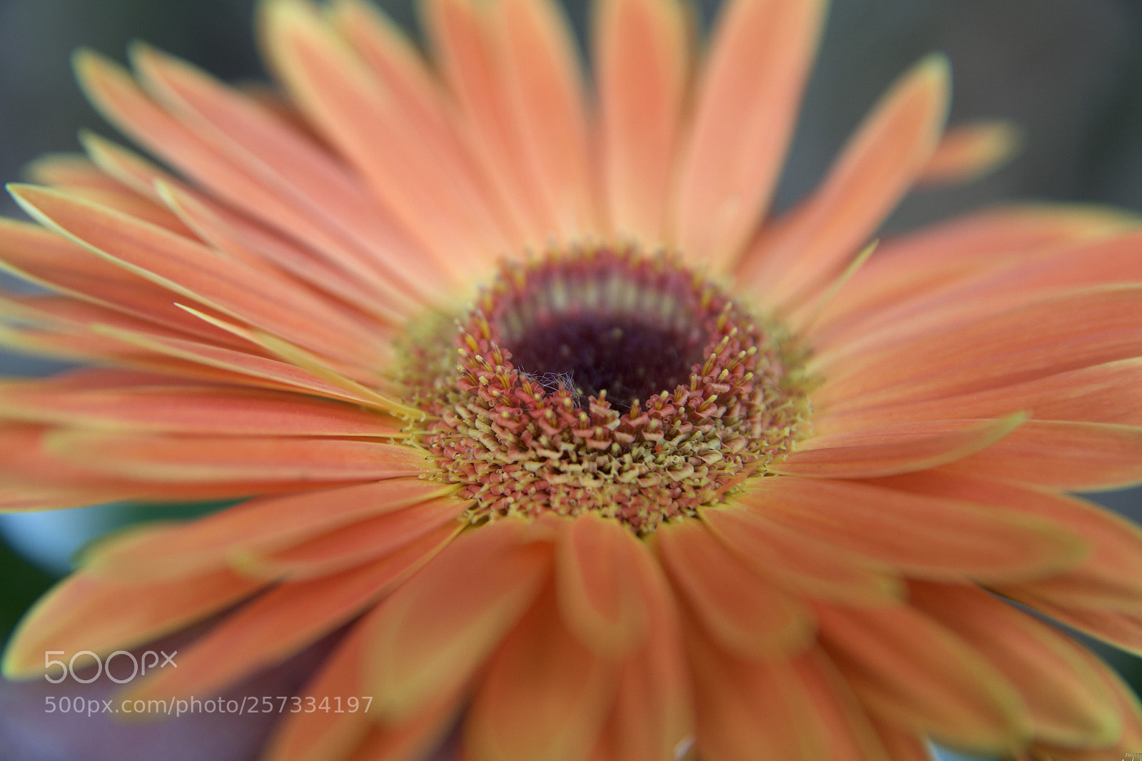 Nikon D3100 sample photo. You're a my sunshine...* photography