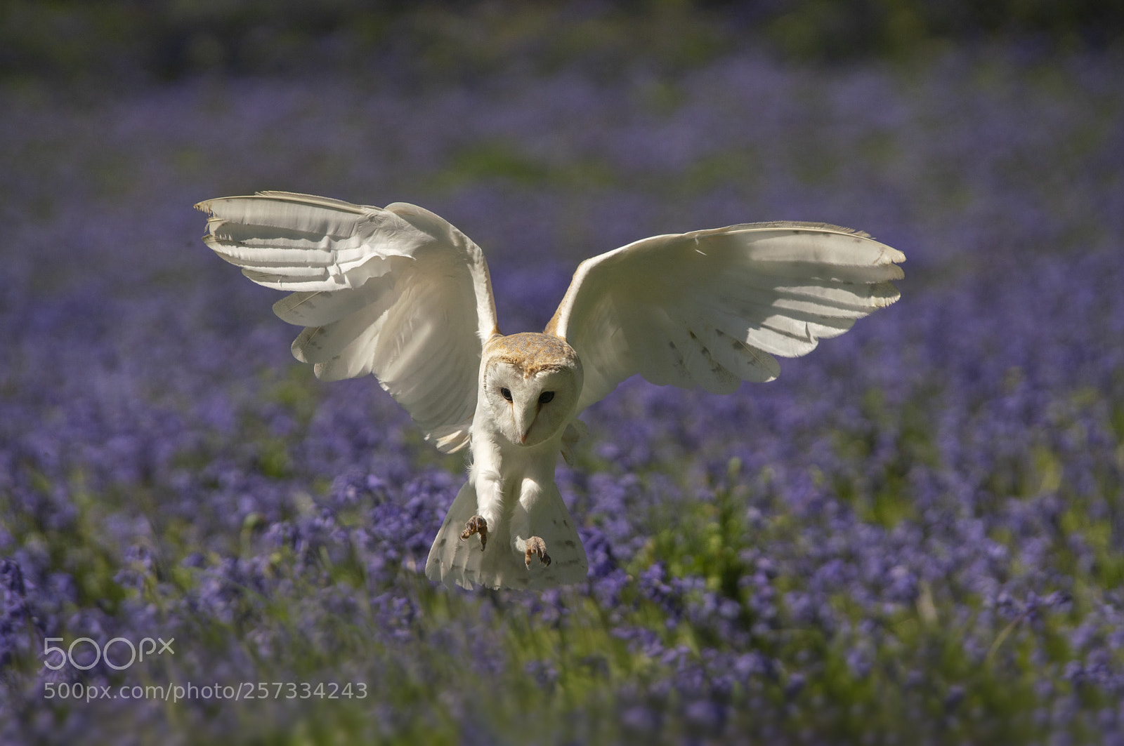 Sony a99 II sample photo. Barn owl_ photography