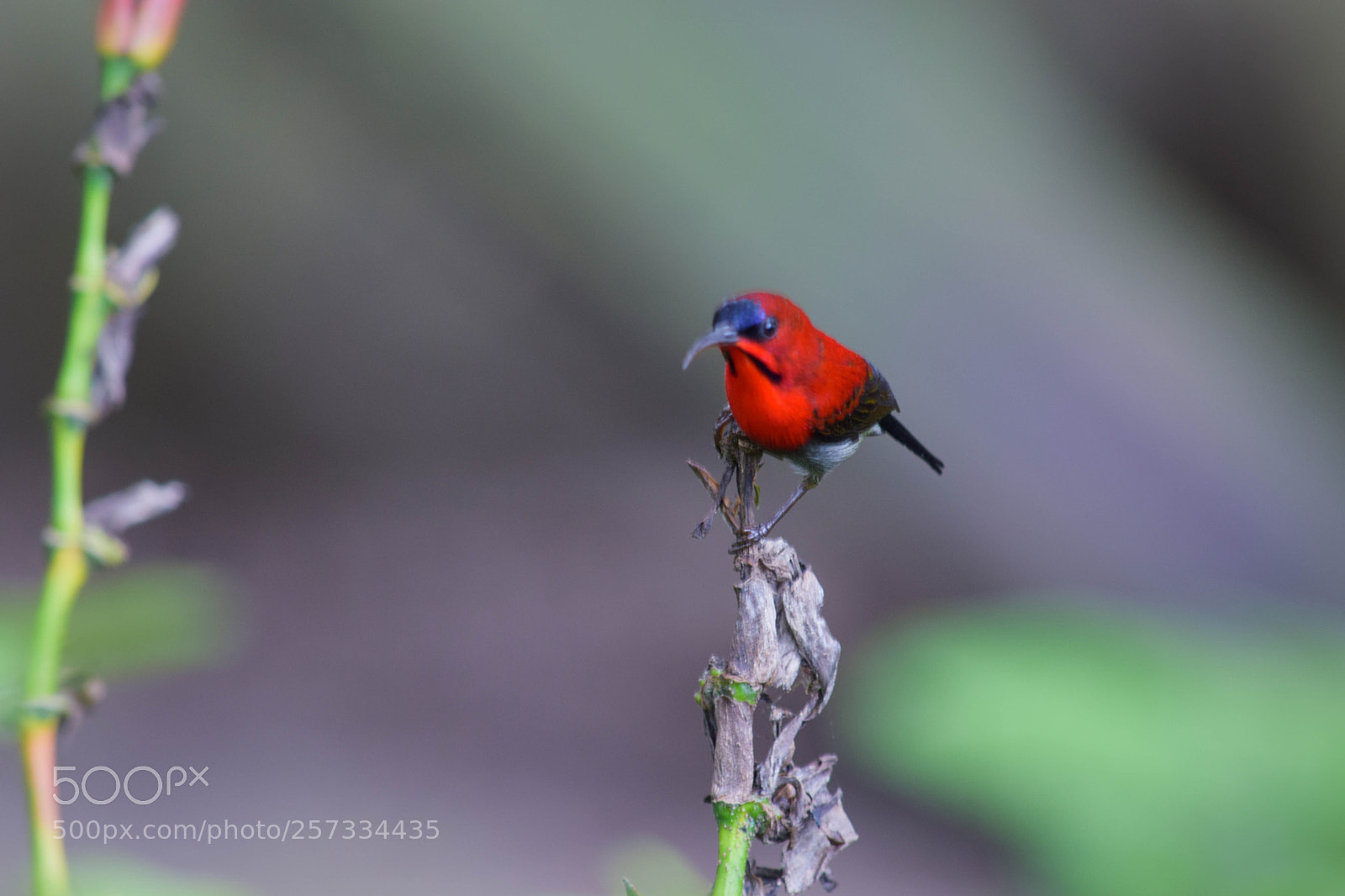 Nikon D3300 sample photo. Crimson sunbird photography