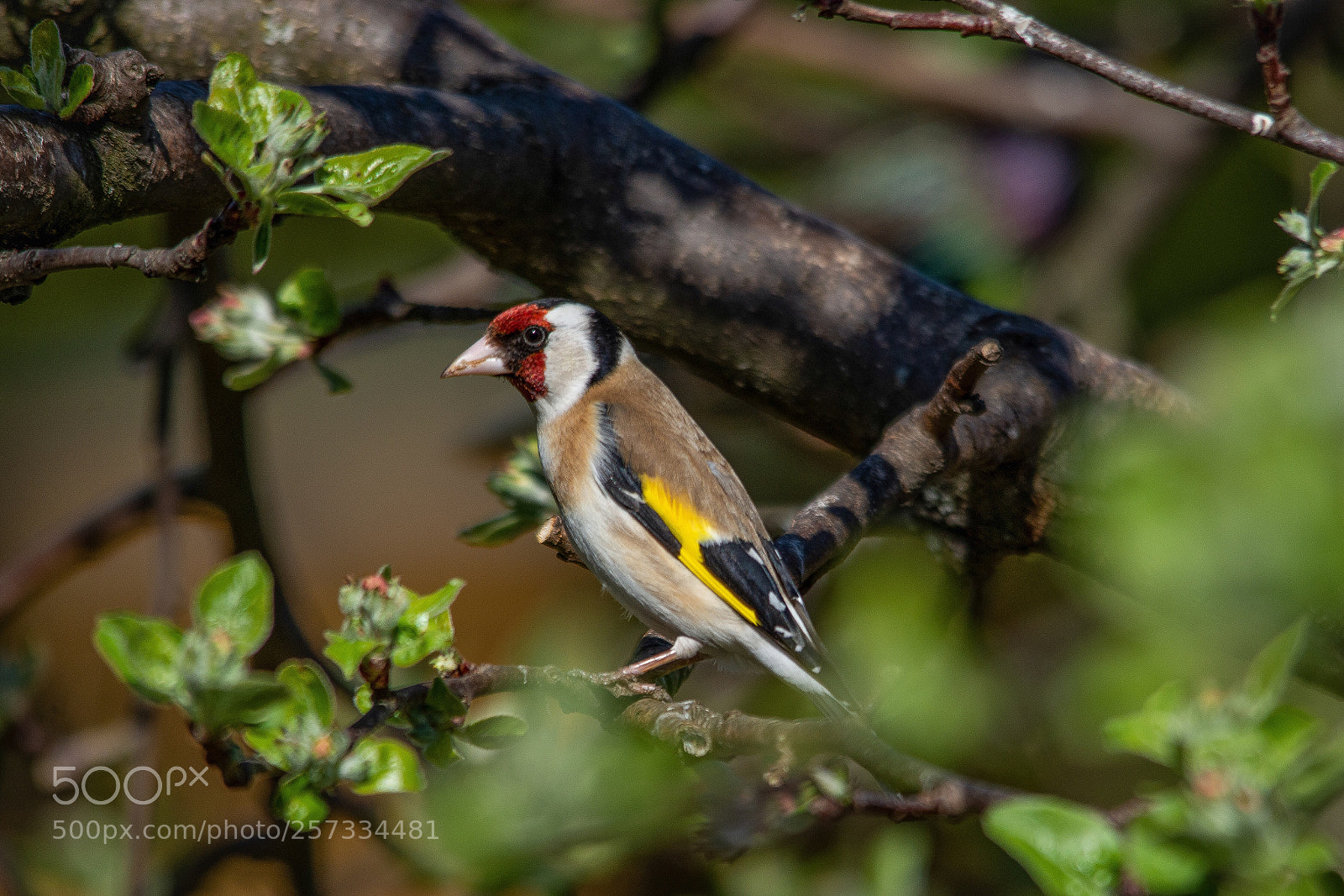 Nikon D7200 sample photo. European goldfinch photography