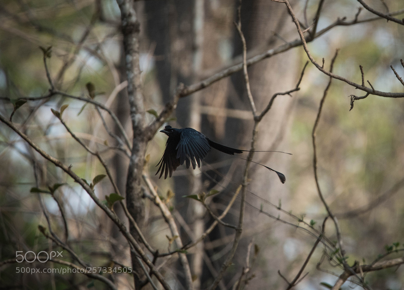 Nikon D810 sample photo. Racket tailed drongo photography