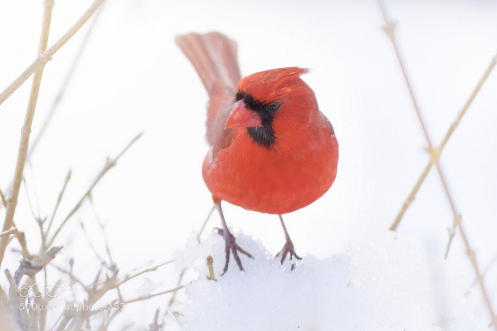Canon EOS 7D Mark II sample photo. Winter cardinal photography