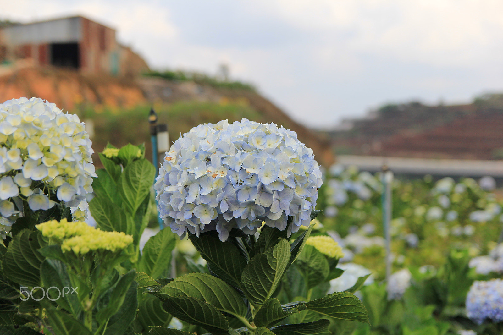 Canon EF-S 17-55mm F2.8 IS USM sample photo. Cam tu da lat,viet nam photography