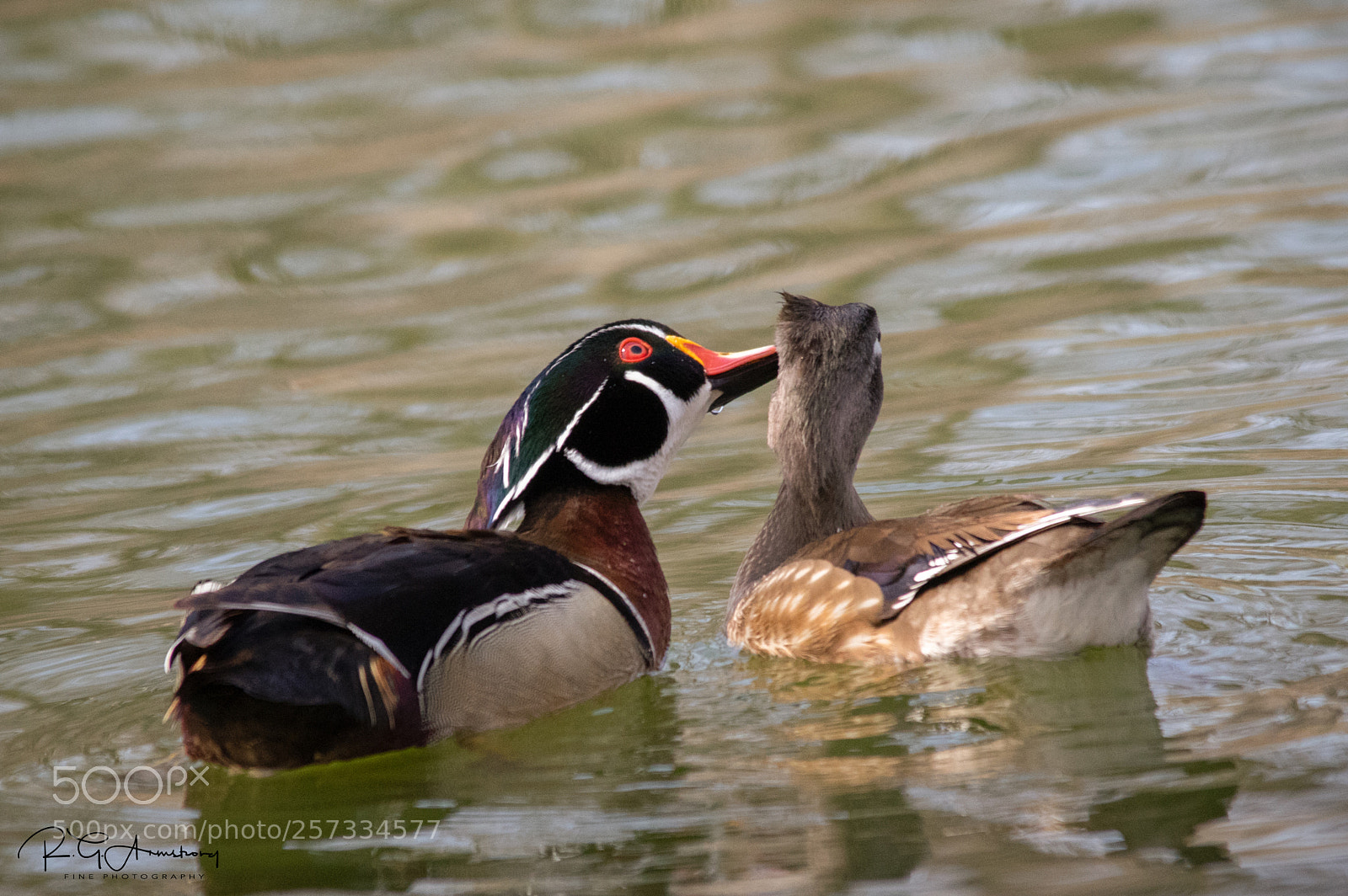 Pentax K-3 II sample photo. Wood duck peck photography