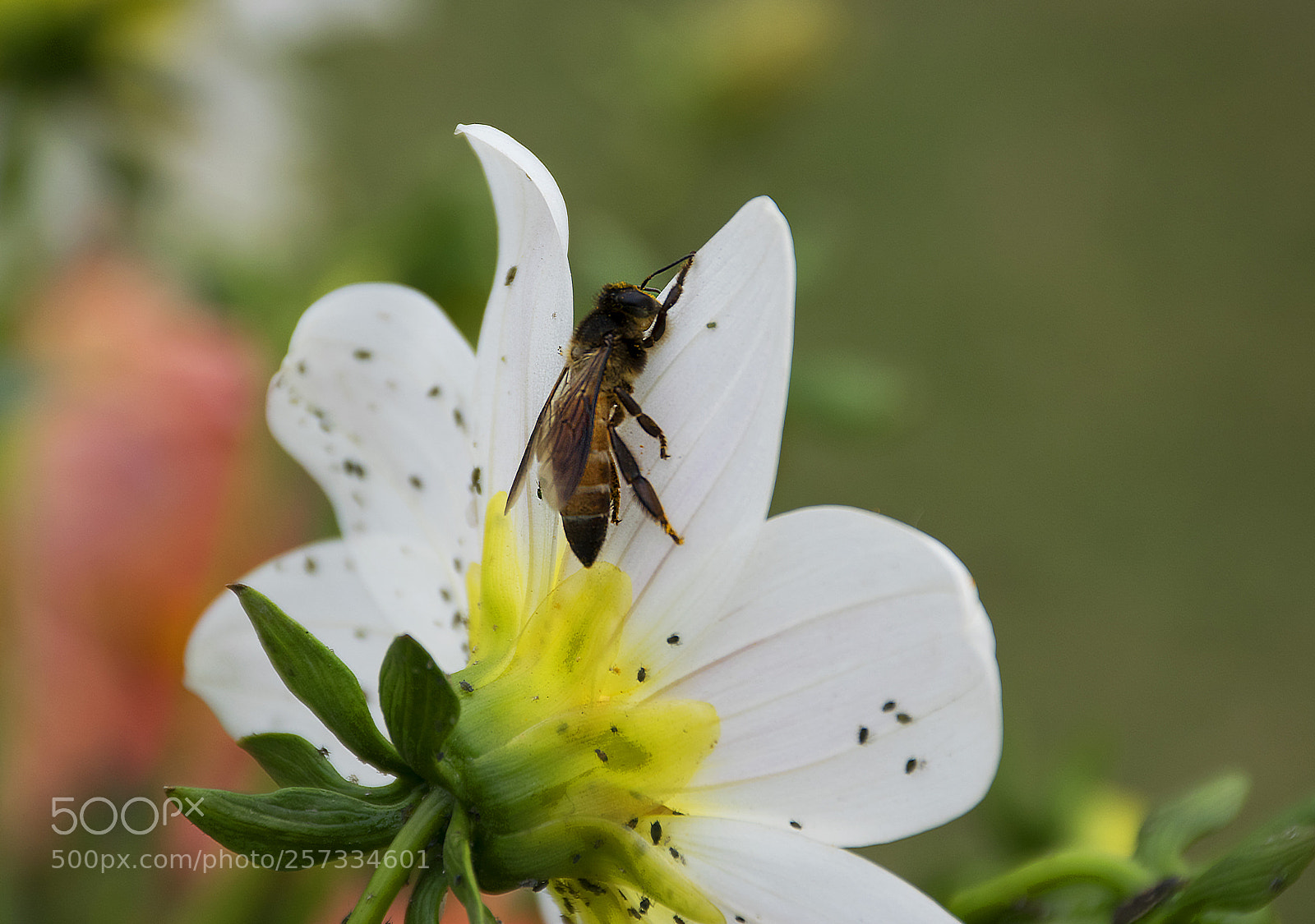 Nikon D5300 sample photo. Bee on a flower photography