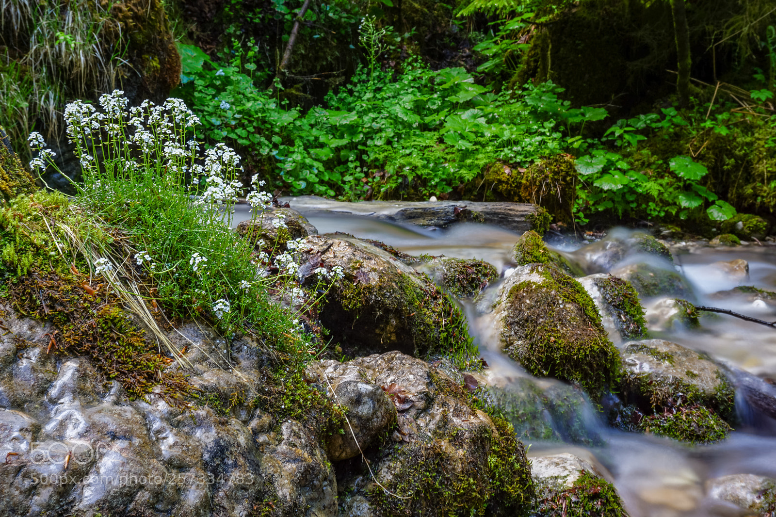 Sony a6000 sample photo. Simply nature photography