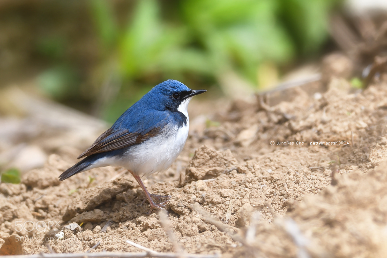 Nikon D850 sample photo. Siberian blue robin photography