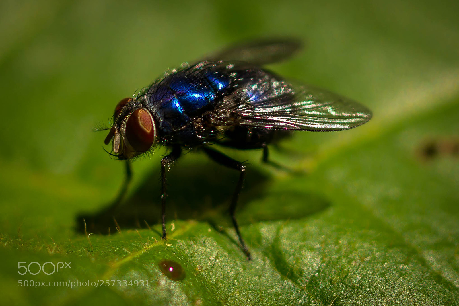 Nikon D7100 sample photo. The blue fly photography