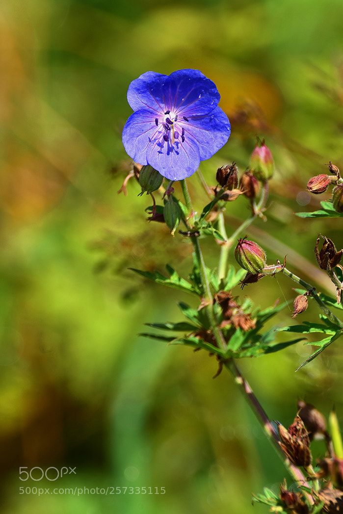 Nikon D5300 sample photo. *** photography