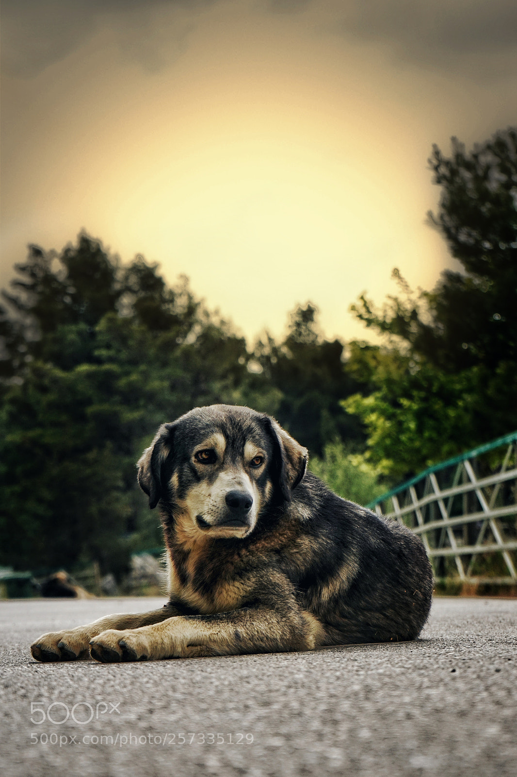 Sony a7 sample photo. Dog life photography