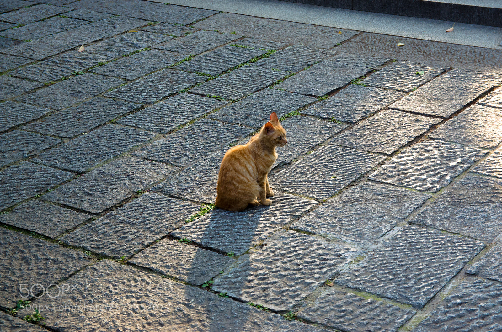 Nikon D5100 sample photo. The cat photography
