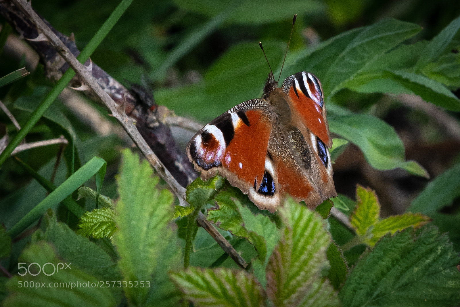 Nikon D850 sample photo. I am looking at photography