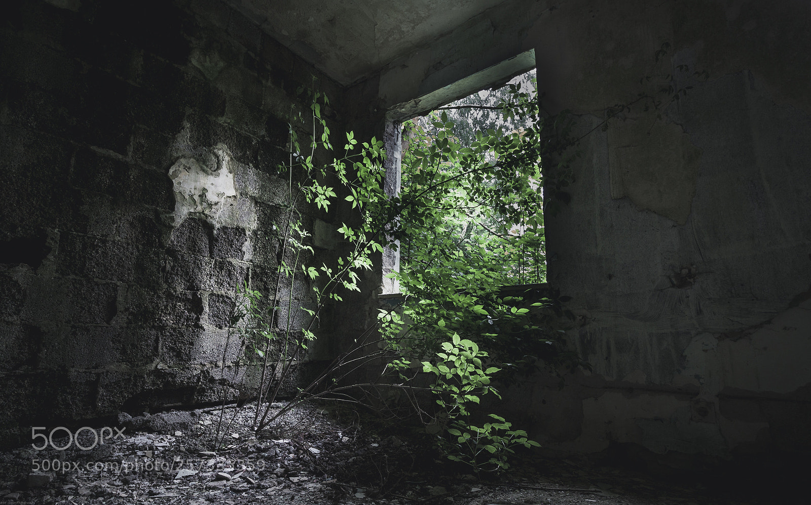 Canon EOS 50D sample photo. | desperate escape | photography