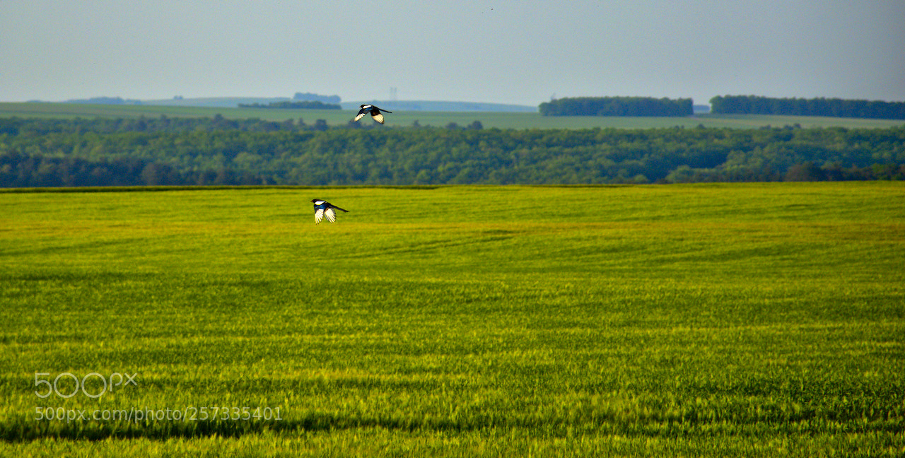 Nikon D5600 sample photo. En pleine campagne photography