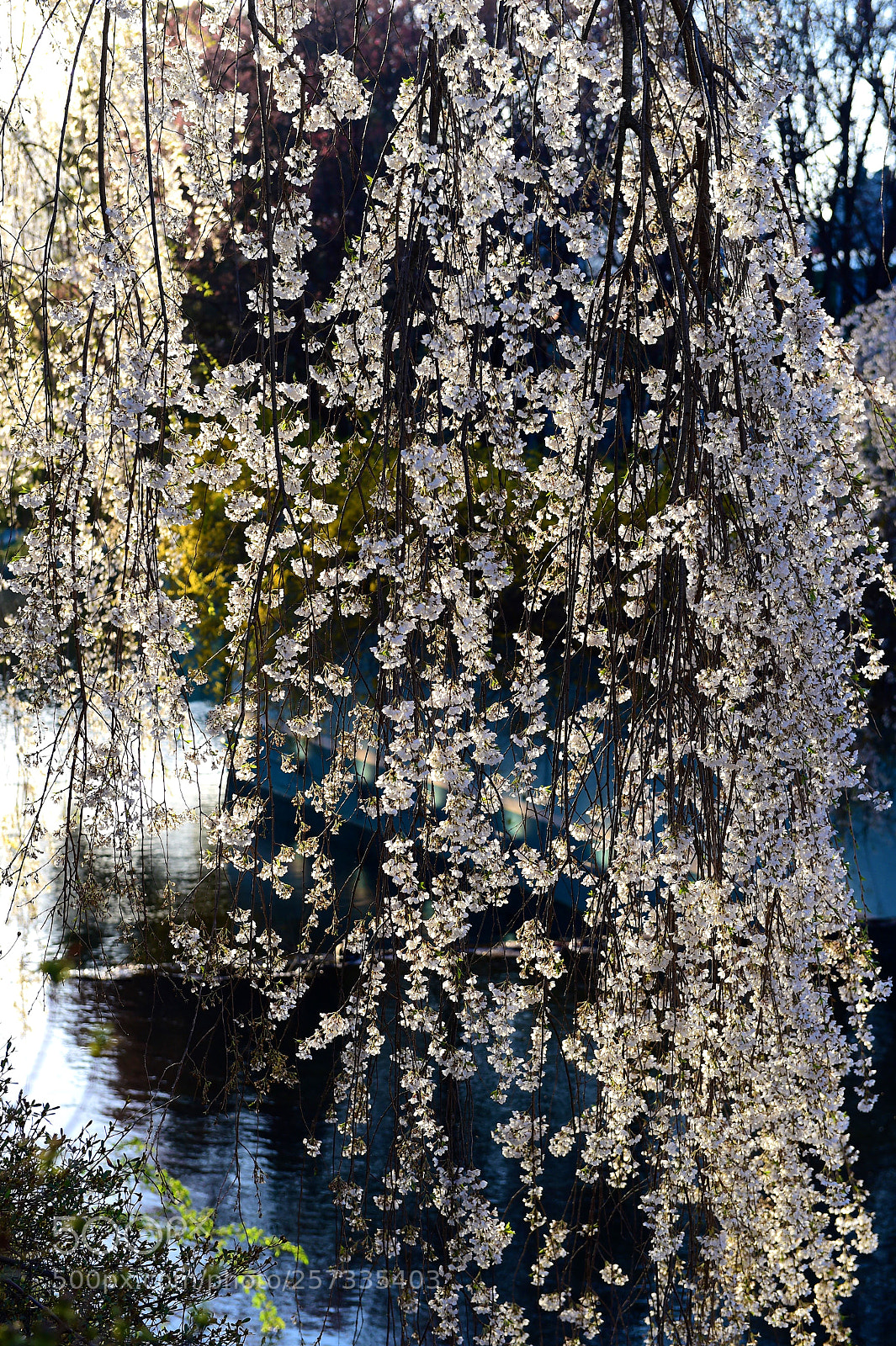 Nikon D4S sample photo. Cherry blossom by water photography