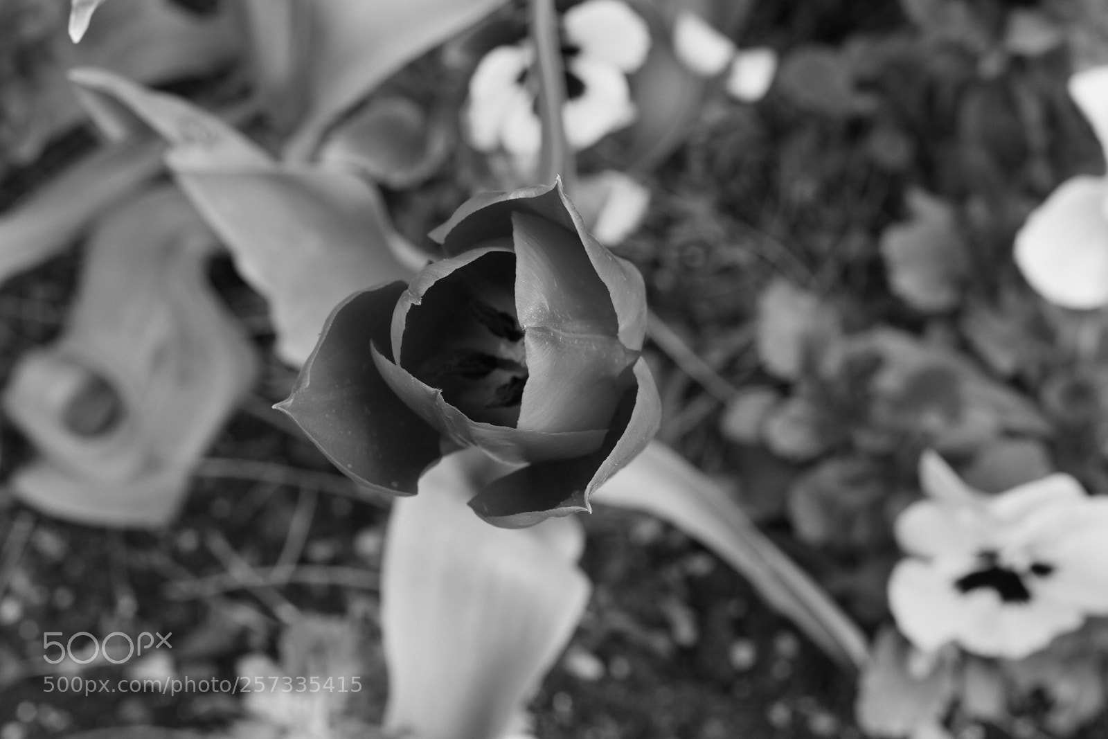 Nikon D5600 sample photo. Untitled photography