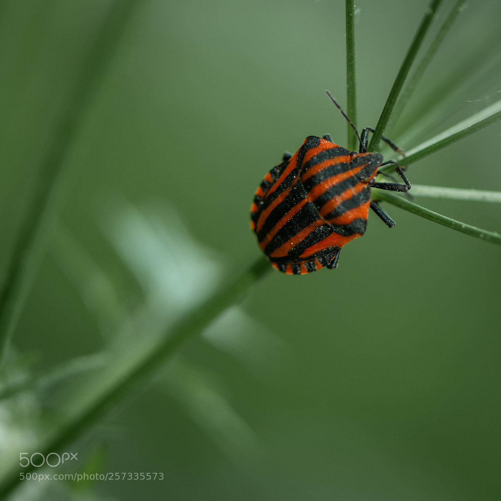 Nikon D810 sample photo. Streifenwanze photography