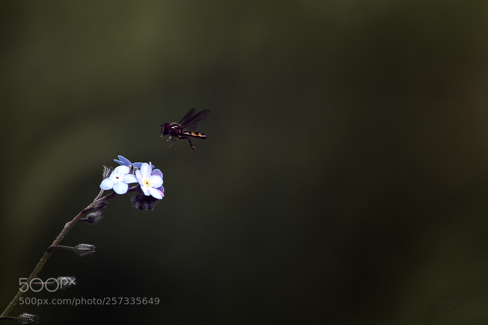 Canon EOS 6D sample photo. Fly photography