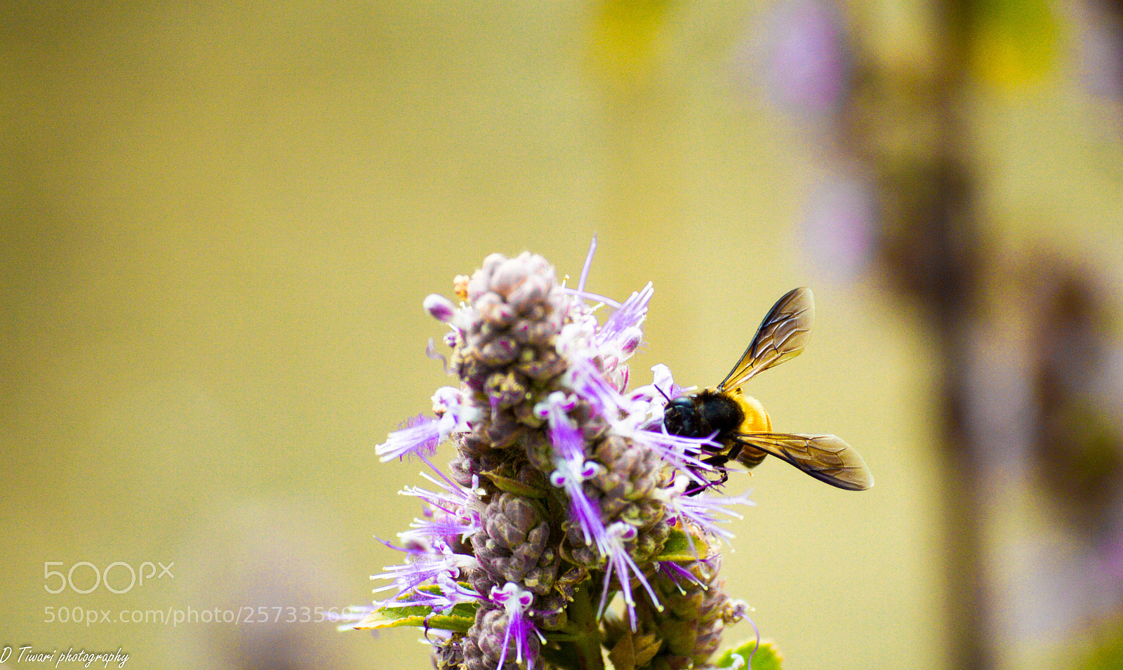 Nikon D3200 sample photo. Bee photography