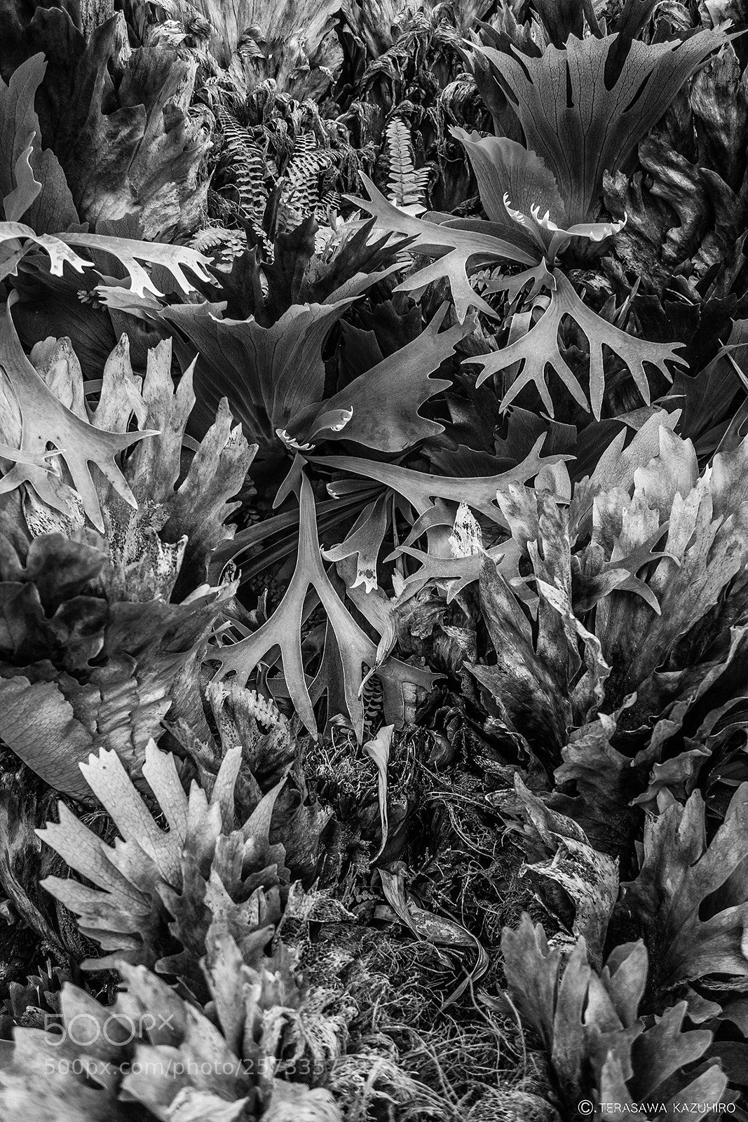 Sony Cyber-shot DSC-RX100 sample photo. Plant photography