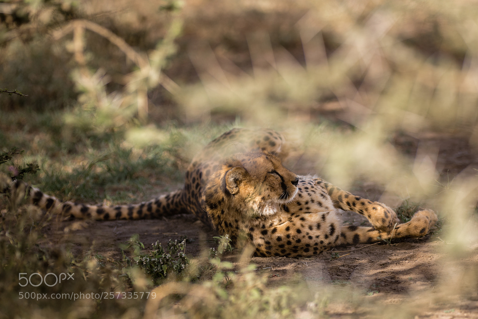 Nikon D500 sample photo. Lazy  cheetah photography