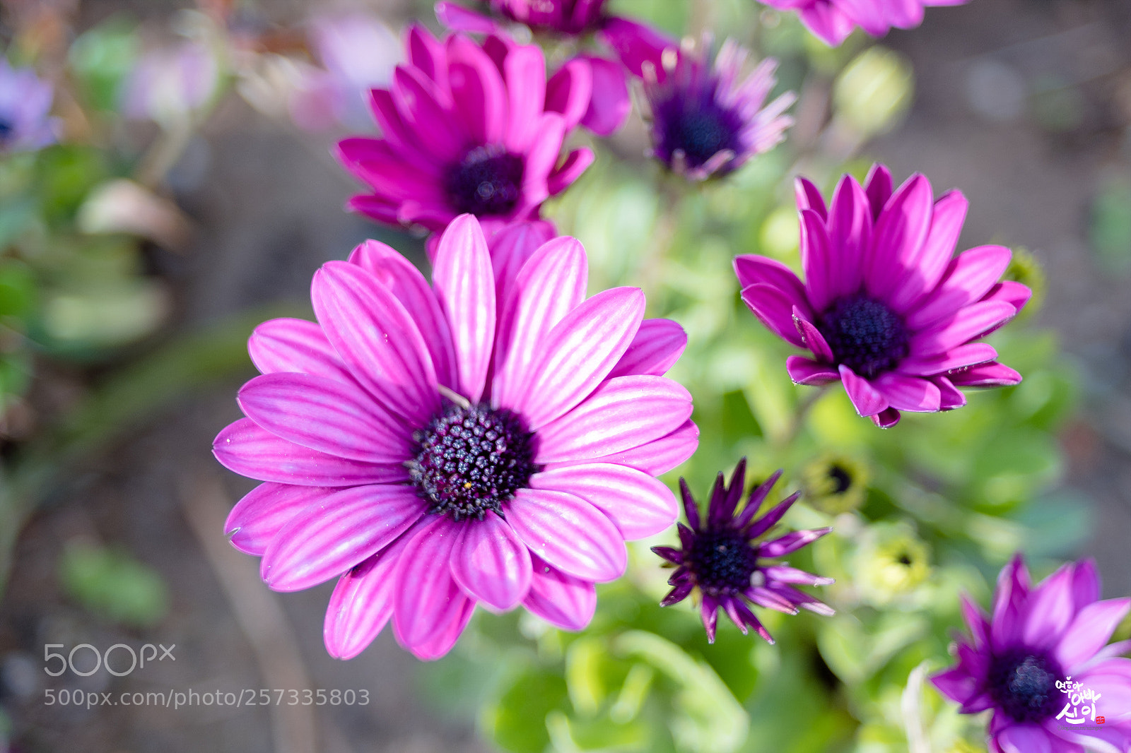 Fujifilm X-T2 sample photo. Osteospermum photography