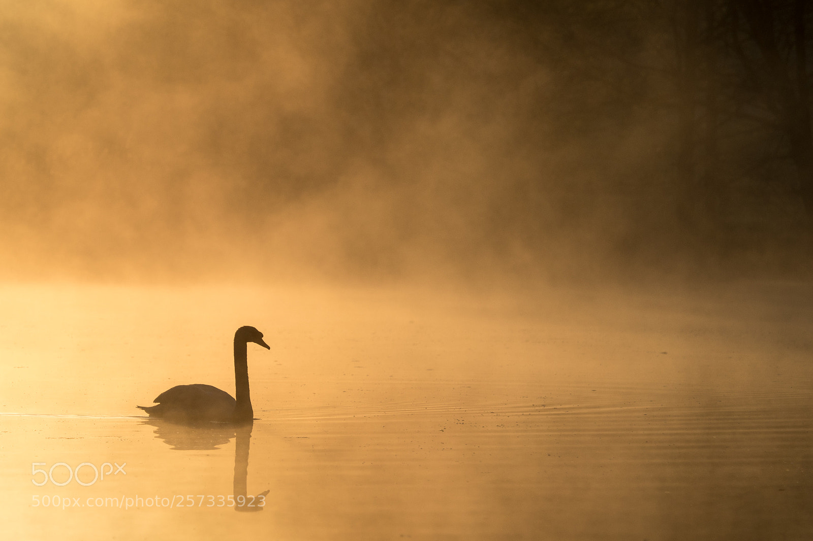 Olympus OM-D E-M5 II sample photo. Swan photography