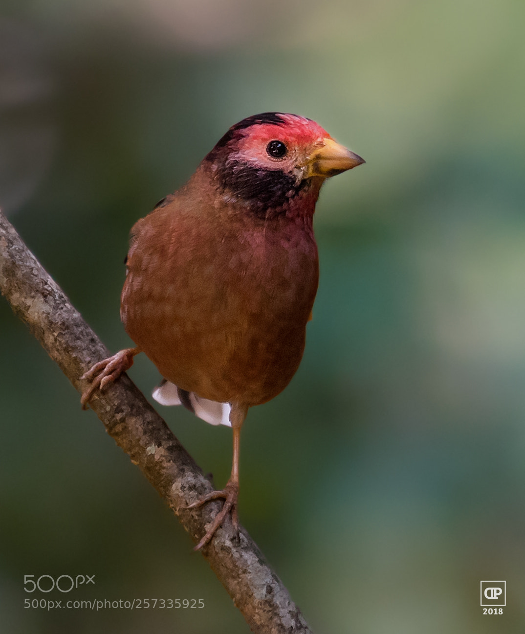 Nikon D750 sample photo. Spectacled finch photography