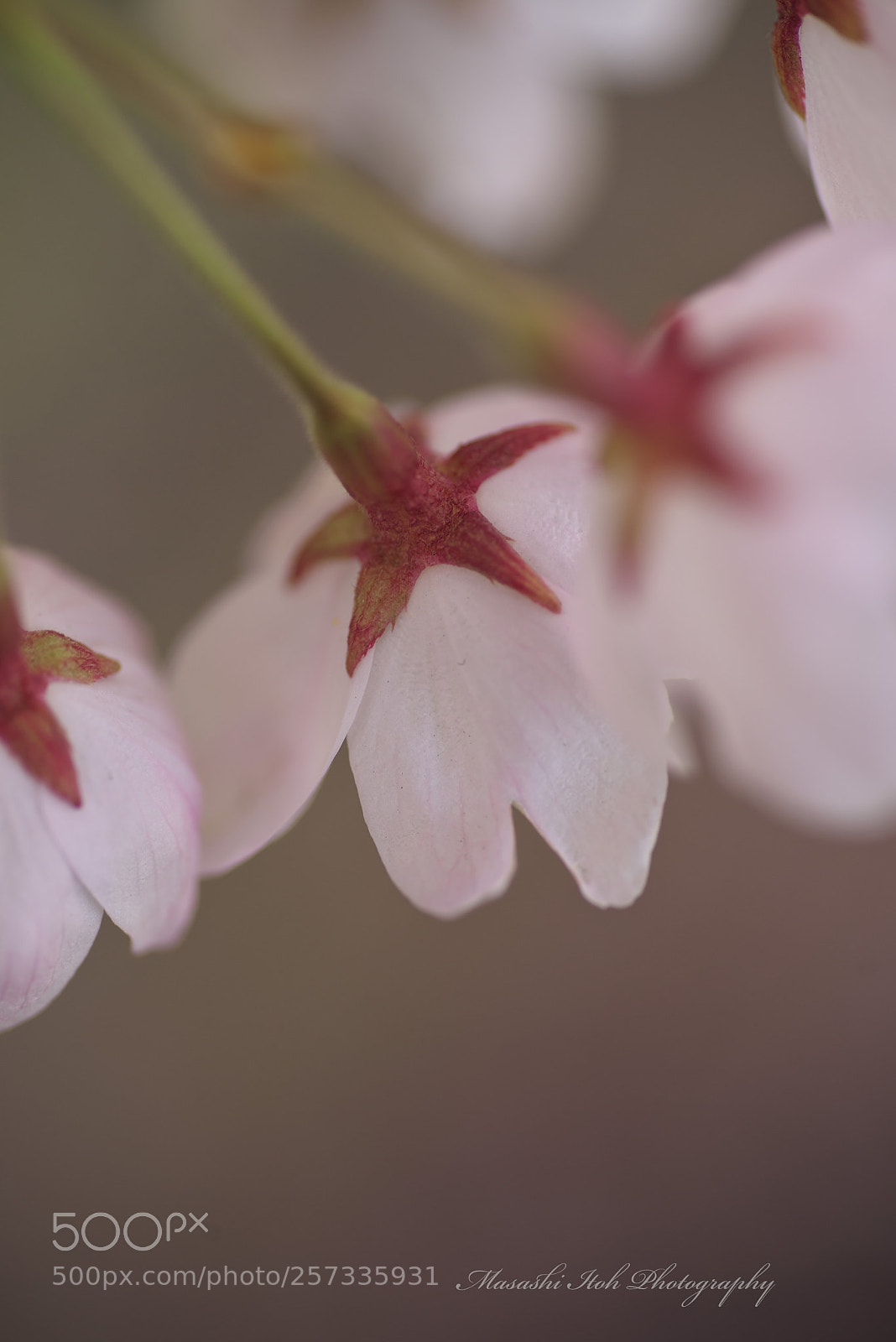 Nikon D610 sample photo. Dreaming photography