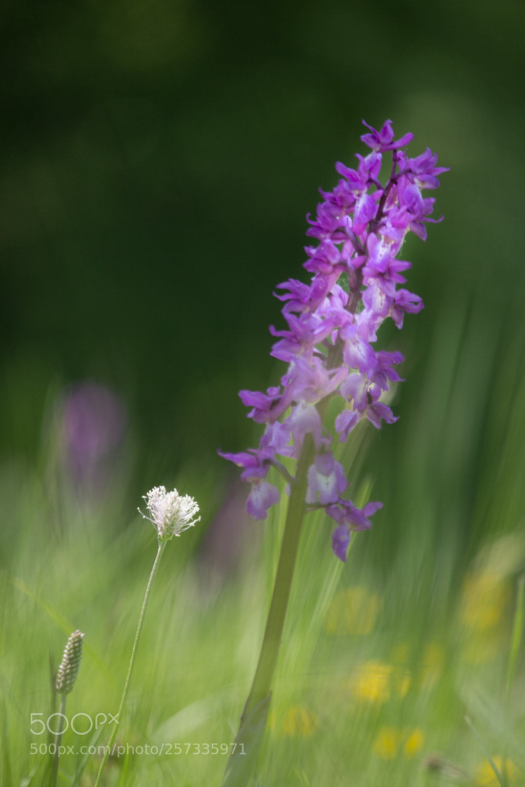 Canon EOS 60D sample photo. Orchis morio photography
