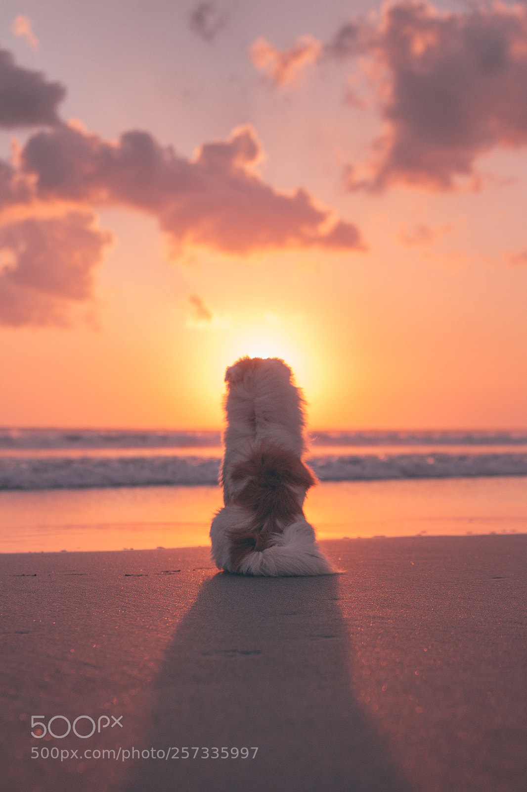 Canon EOS 650D (EOS Rebel T4i / EOS Kiss X6i) sample photo. Dog at the beach photography