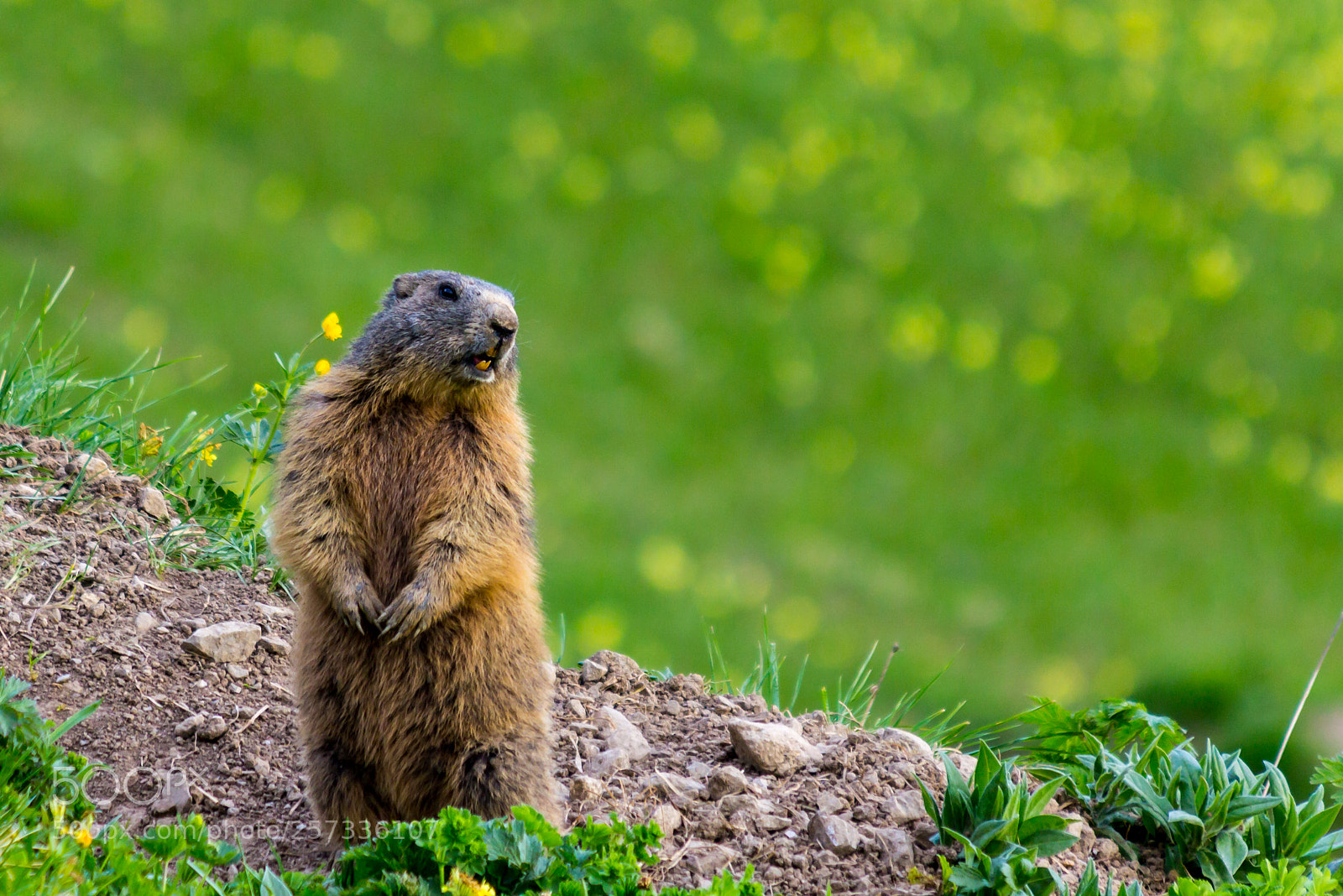 Canon EOS 60D sample photo. Marmot groundhog standing in photography