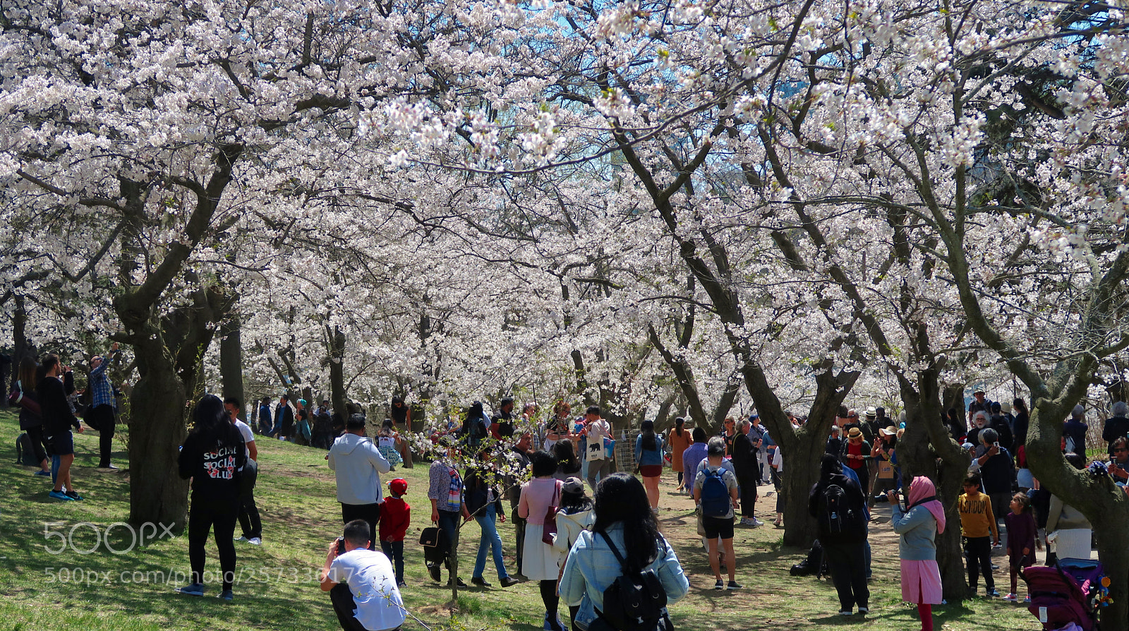 Canon PowerShot G7 X Mark II sample photo. Cherry blossom, high park photography