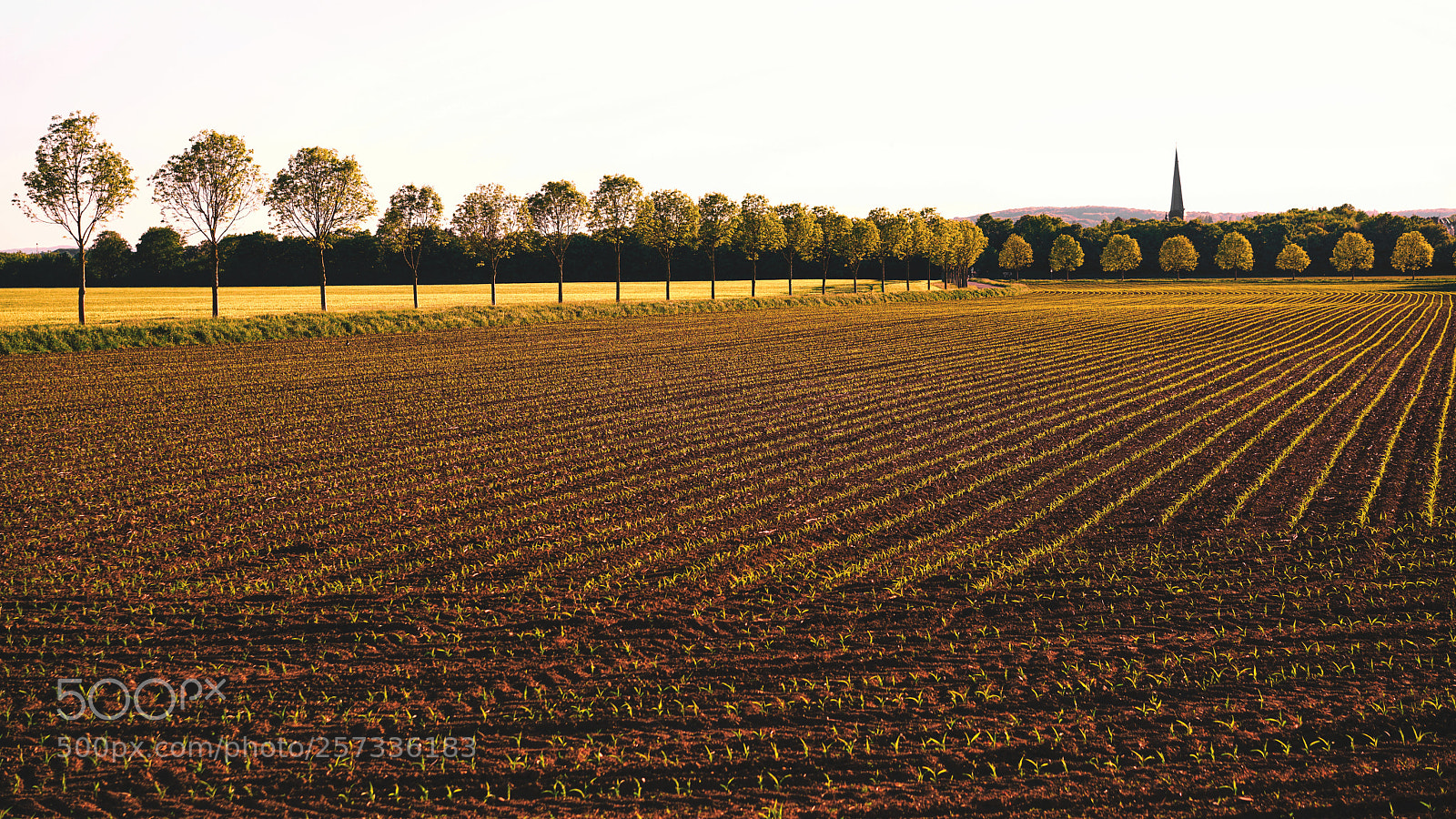 Sony a7R II sample photo. A church a field photography