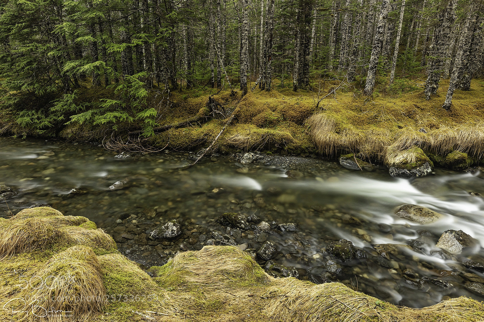 Canon EOS 5DS R sample photo. Rainforest stream photography