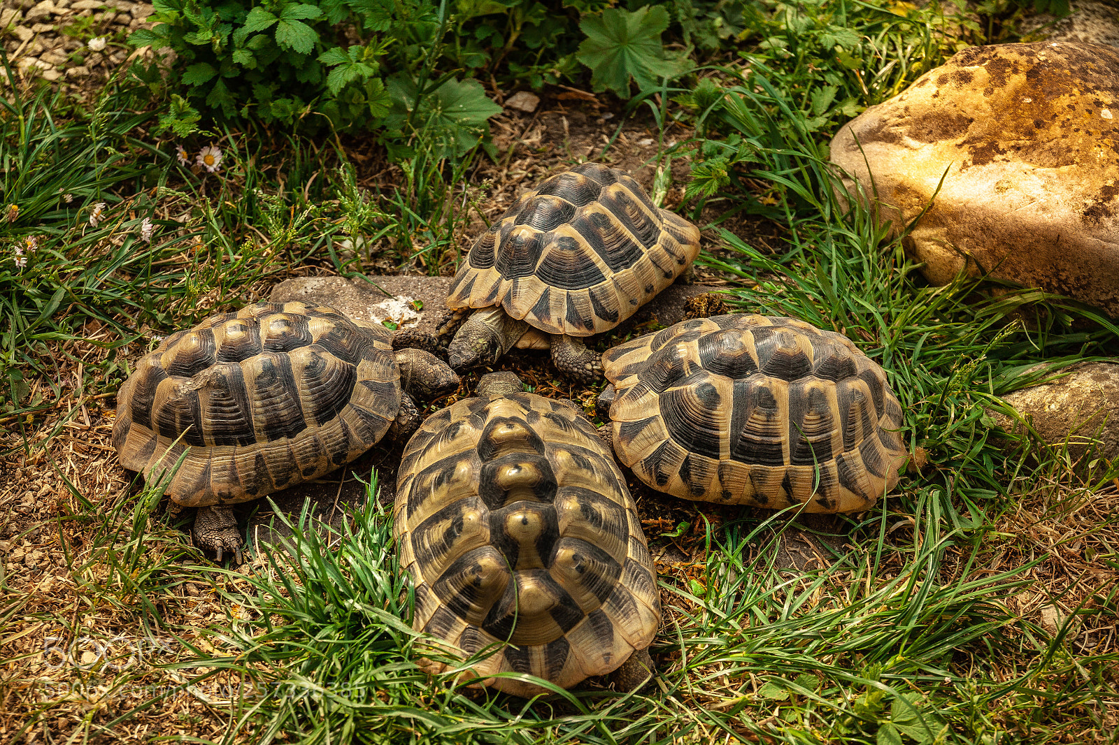 Canon EOS 50D sample photo. My turtles photography