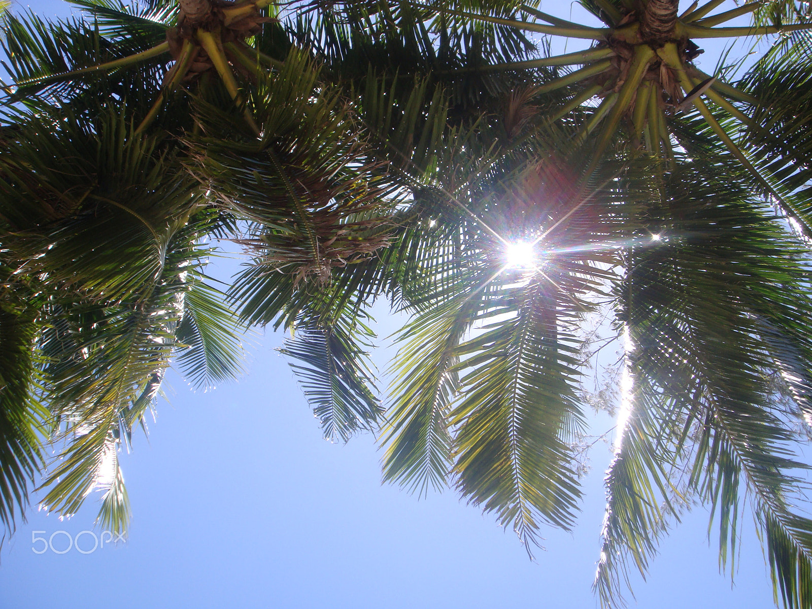 Sony DSC-T70 sample photo. Coconut tree photography